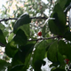 Illustration for article titled Holly Tree